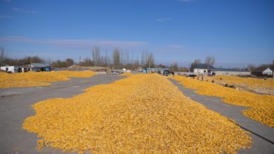 Photo of Более 79 тысяч тонн кукурузы собрали аграрии Уйгурского района 