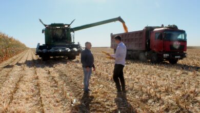Photo of Илийцы — лидеры по урожайности и не только в области, считают специалисты, по завершающейся в регионе уборке кукурузы